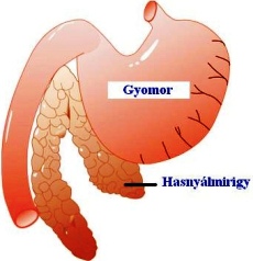Gyomor és a hasnyálmirigy